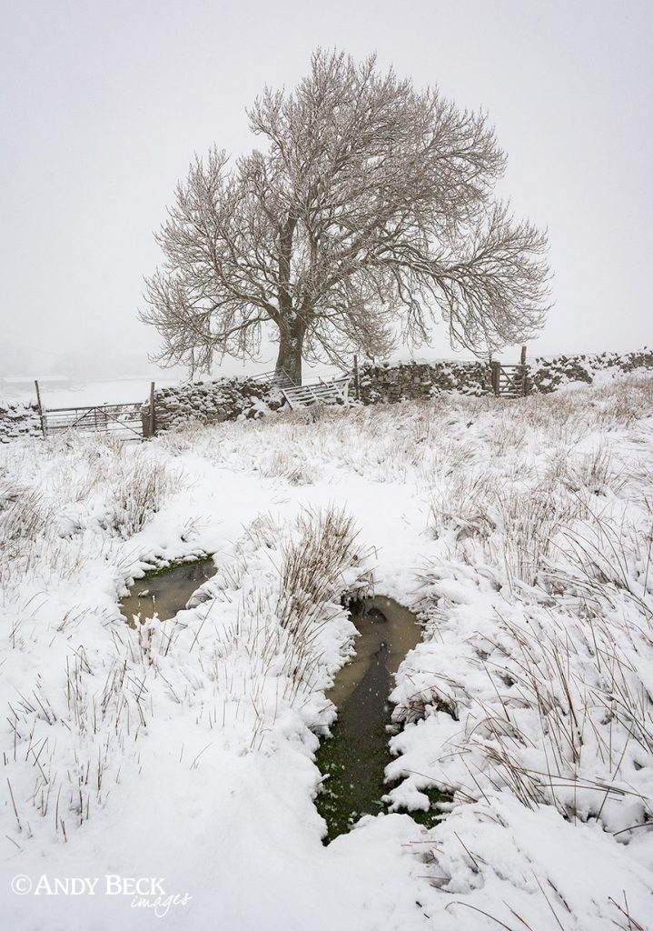 lone winter tree