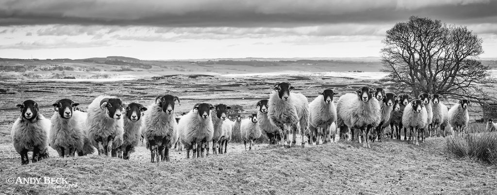 The line up. Sheep on Cotherstone Moor
