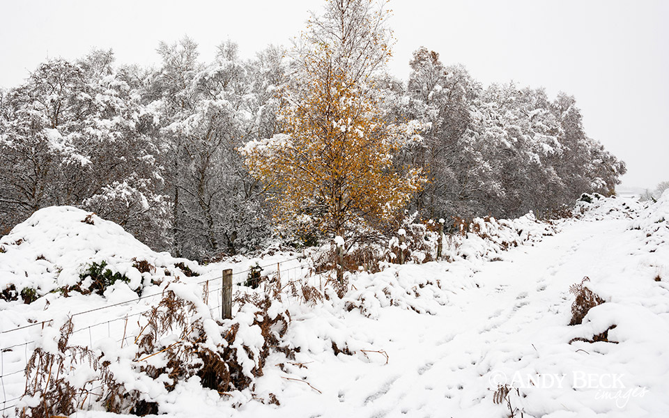 Birch tree in snow