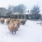 Bowes village sheep