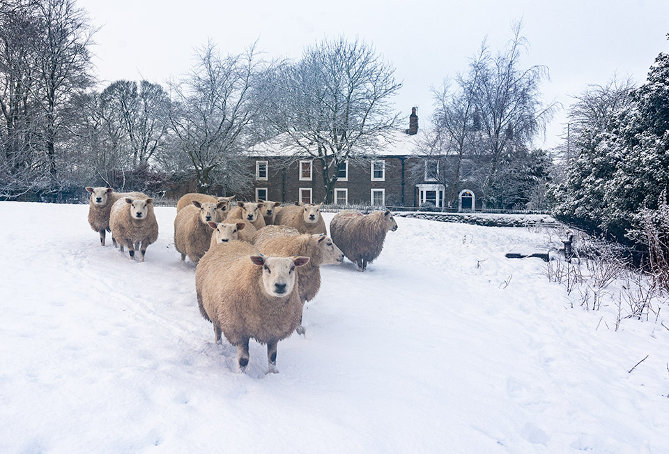 Bowes village sheep