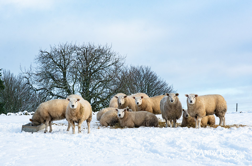 Sheep in snow in Teesdale