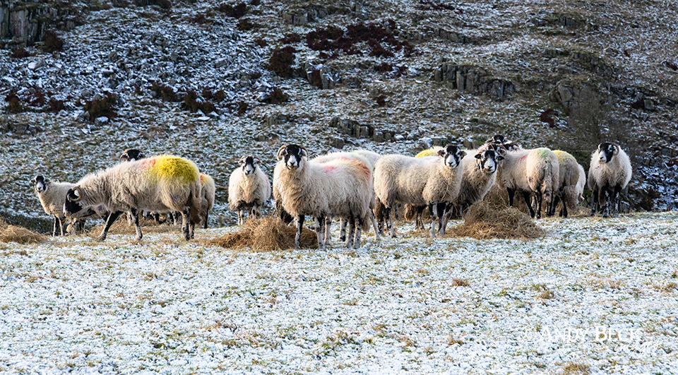 Swaledale sheep flock, Teesdale