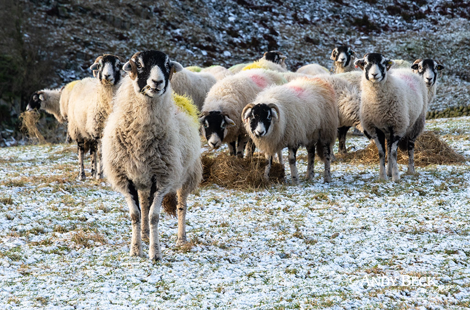 Swaledale sheep in Teesdale