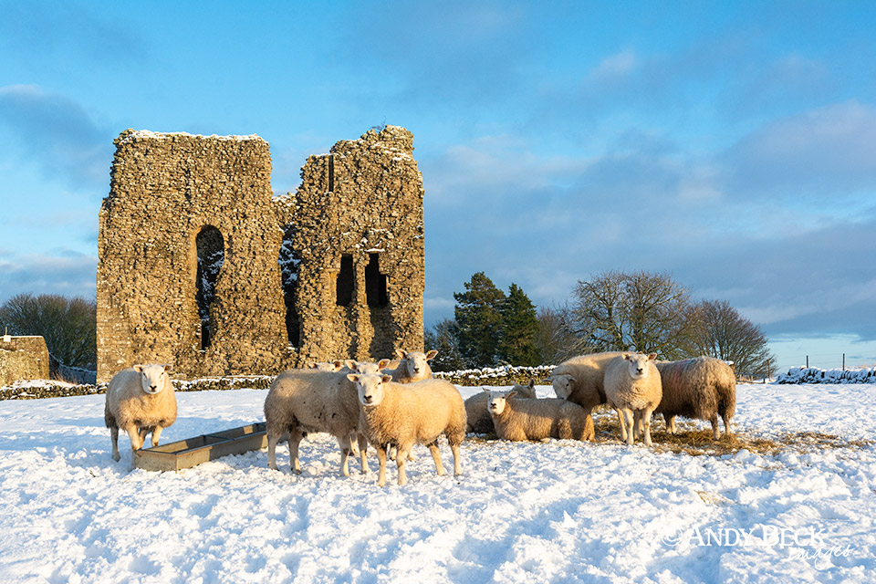 Sheep at Bowes Castle
