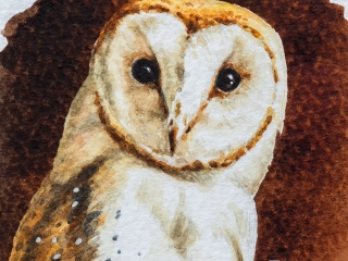 Barn Owl study