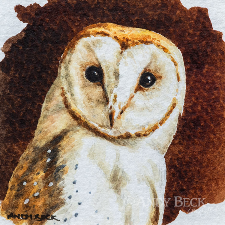 Barn Owl study