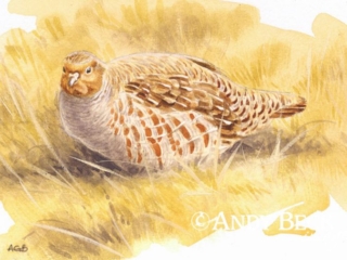 Grey Partridge sketch