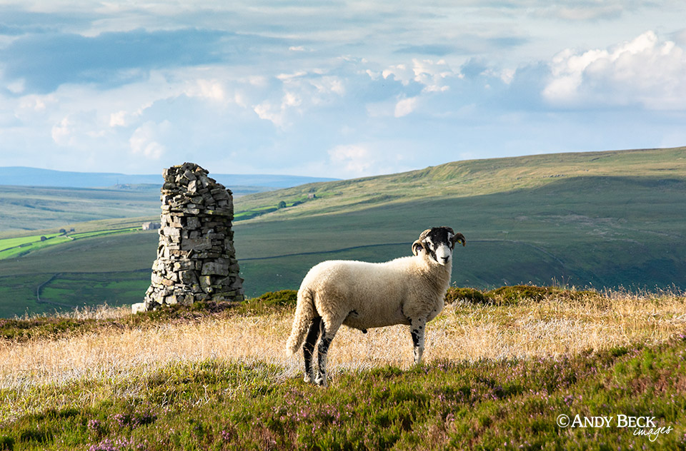 Kisdon sheep and cairn