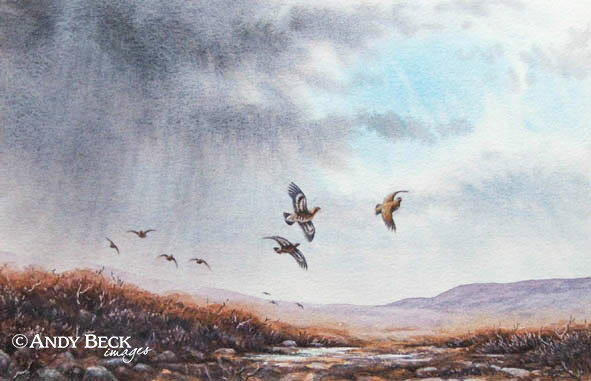 Red Grouse ahead of the rain original watercolour painting
