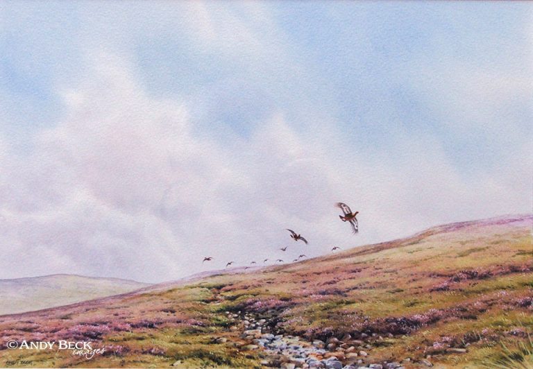 Red Grouse in high summer original watercolour painting