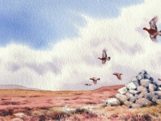 Summer Grouse