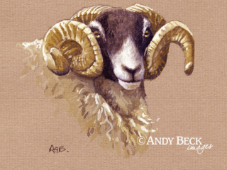 Swaledale Tup