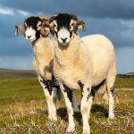 Swaledale tups in the afternoon sun