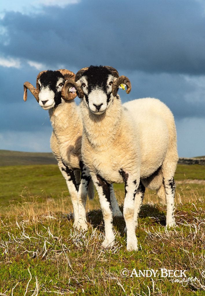 Swaledale tups in the afternoon sun