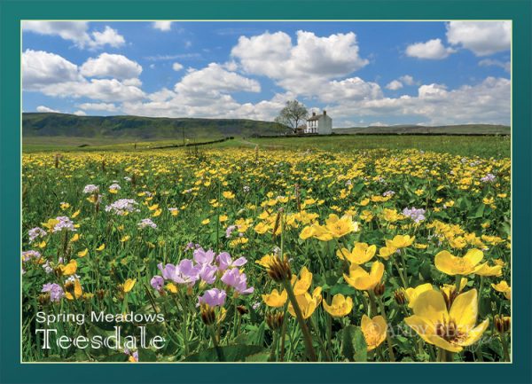 Teesdale Meadows postcard