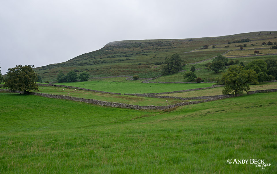 Knipescar Common