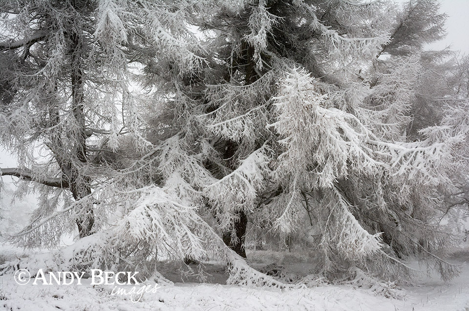 Larch in snow