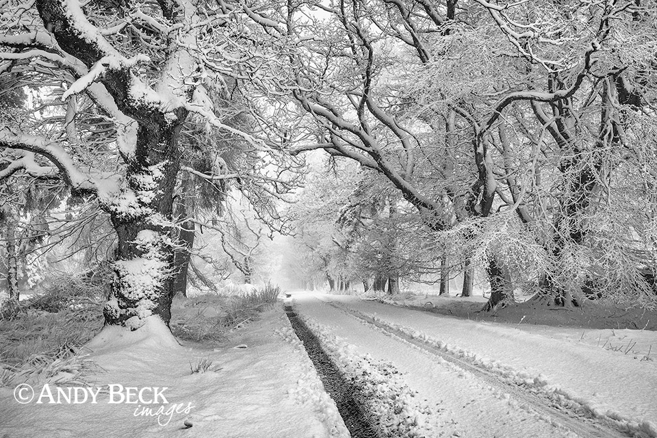 woodland snow