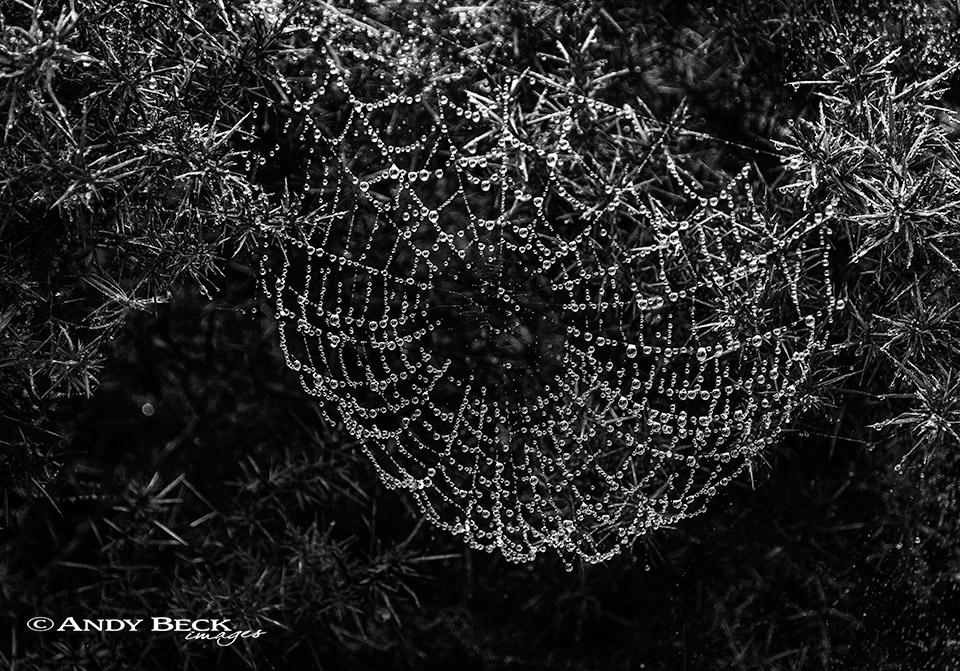 Spiders web