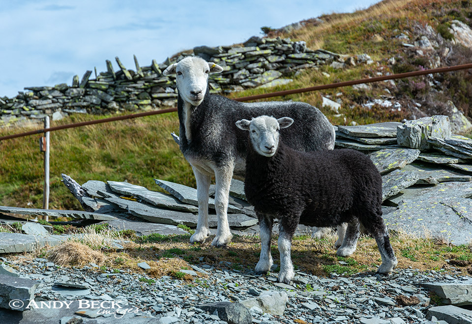 herdwick sheep pair