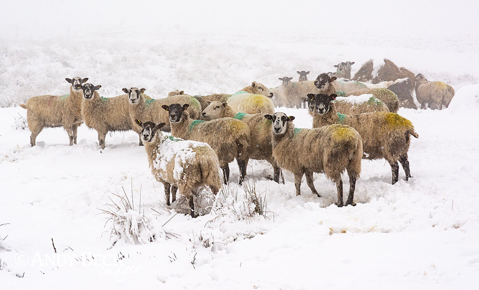 sheep in snow