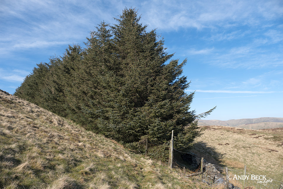 Capple Howe plantation