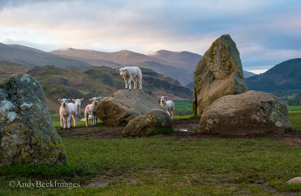 Castlerigg lambs