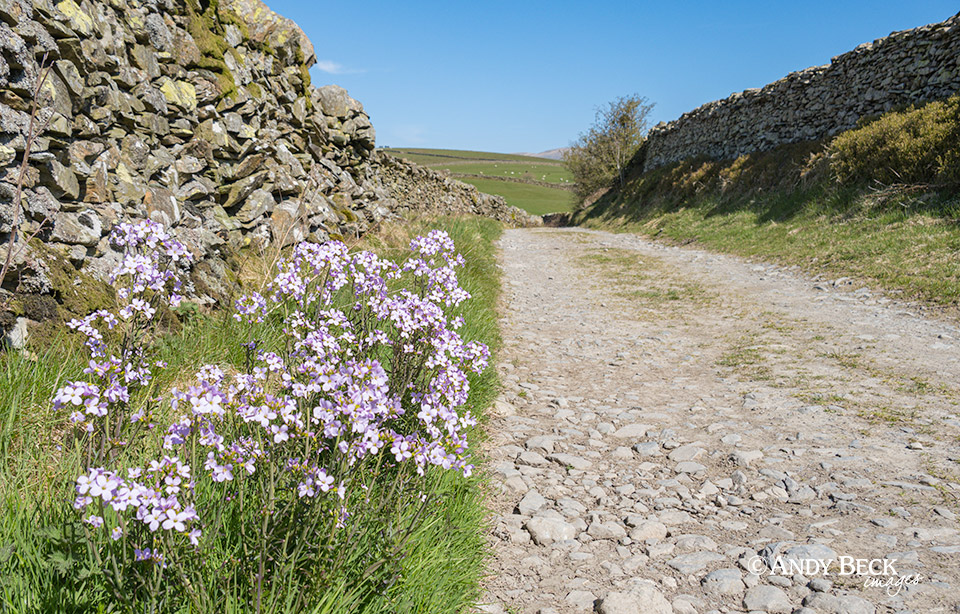 Cuckoo Flower on Grassgarth lane