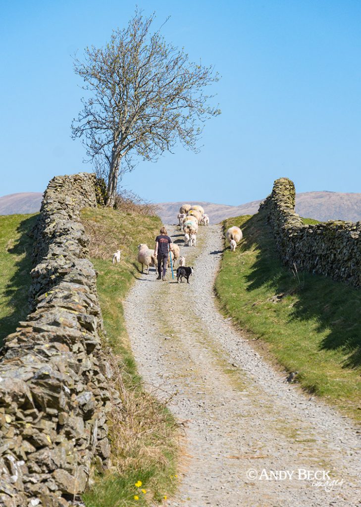 Grassgarth lane