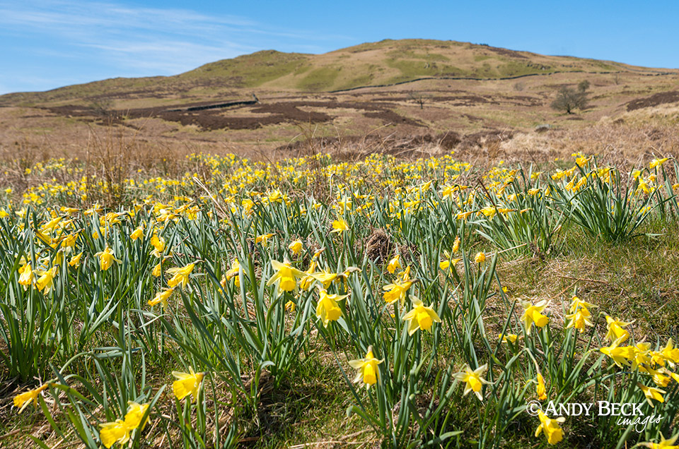 Lakeland daffodils and Capple Howe