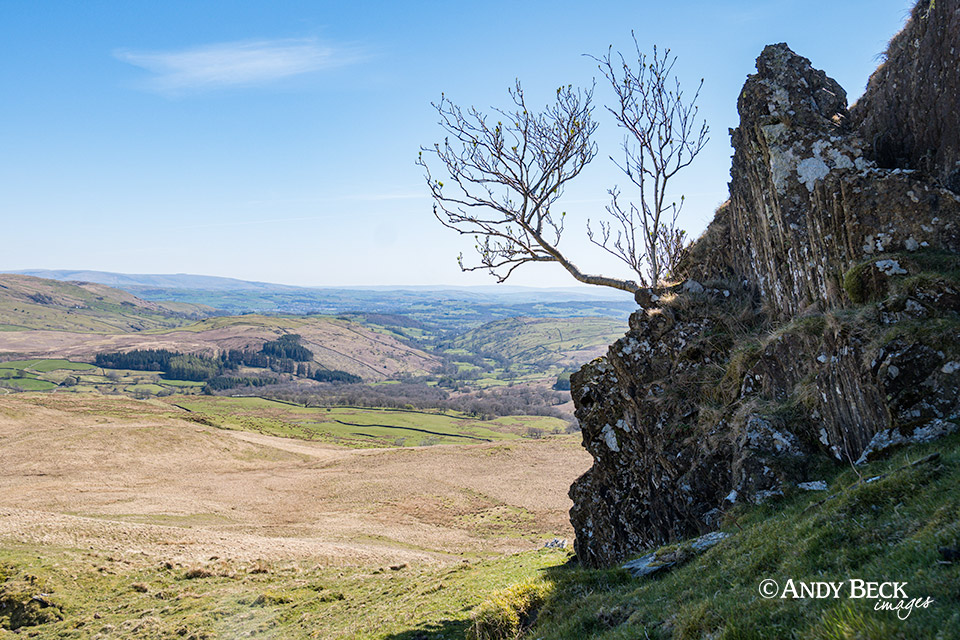 Long Crag, Sallows