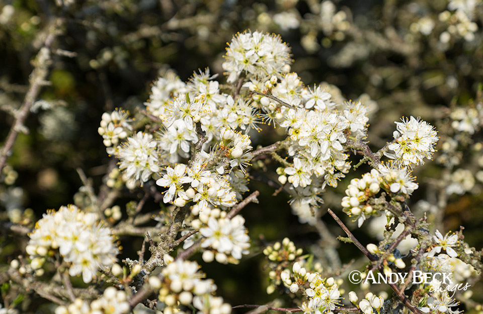 May blossom