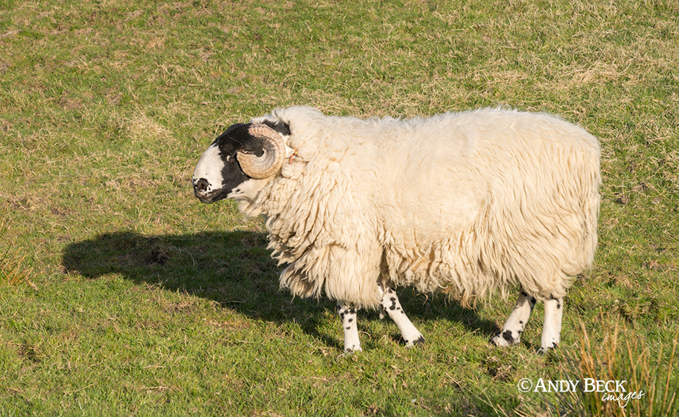 Rough Fell tup