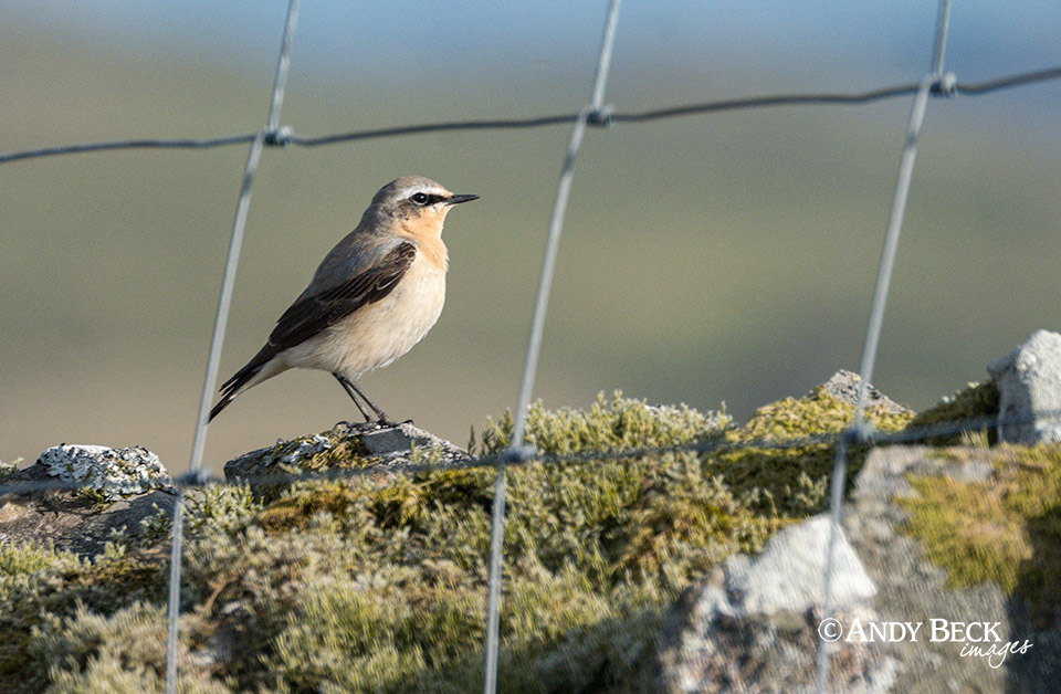 Wheatear