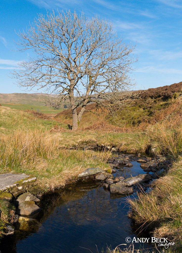 tree near Sallows