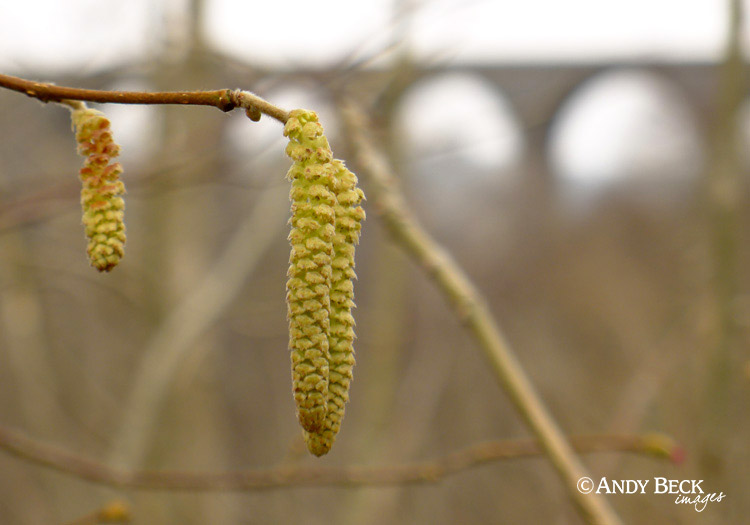 Catkins