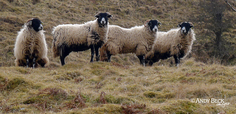 Swaledale sheep group