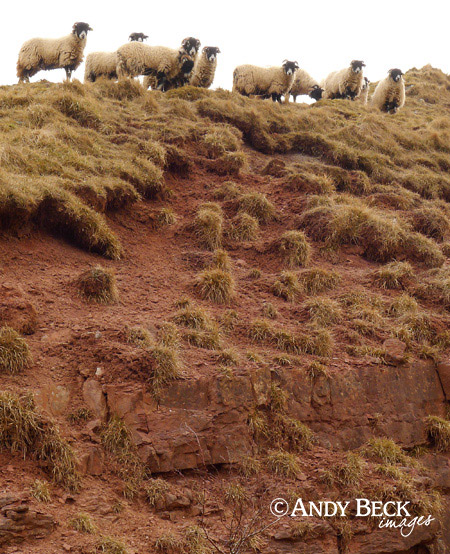 Swaledale sheep