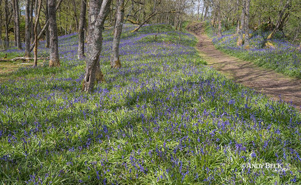 Low Force Bluebells