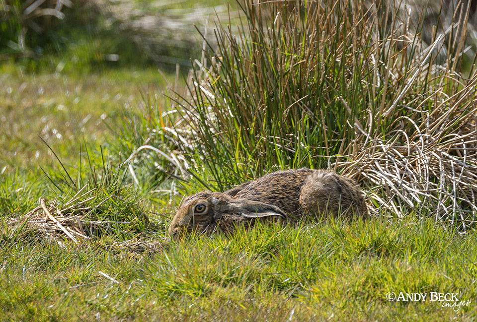 common hare sitting tight