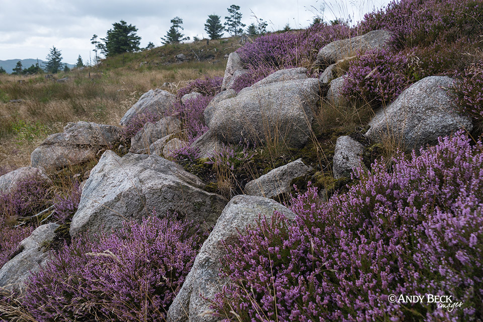 Irton Pike Heather and rocks