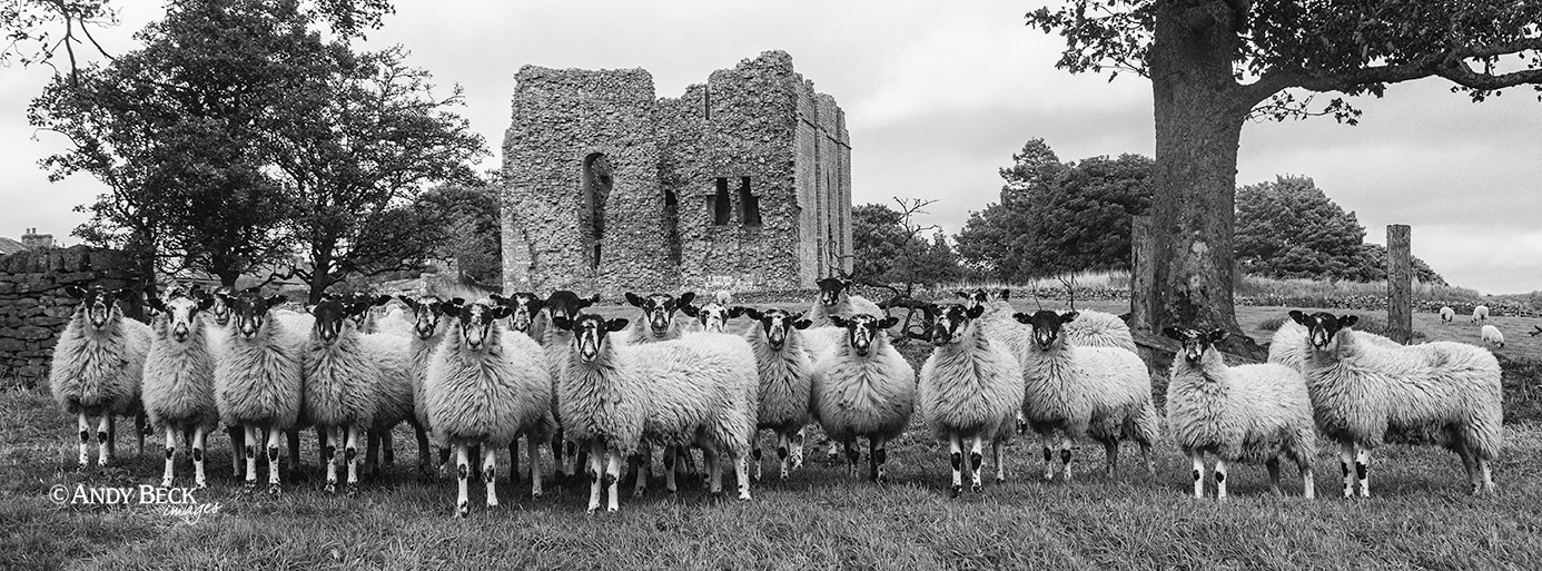 Bowes castle sheep