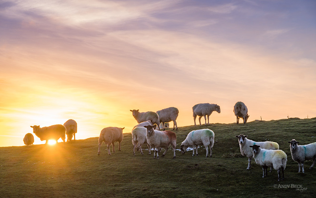sheep at sunrise
