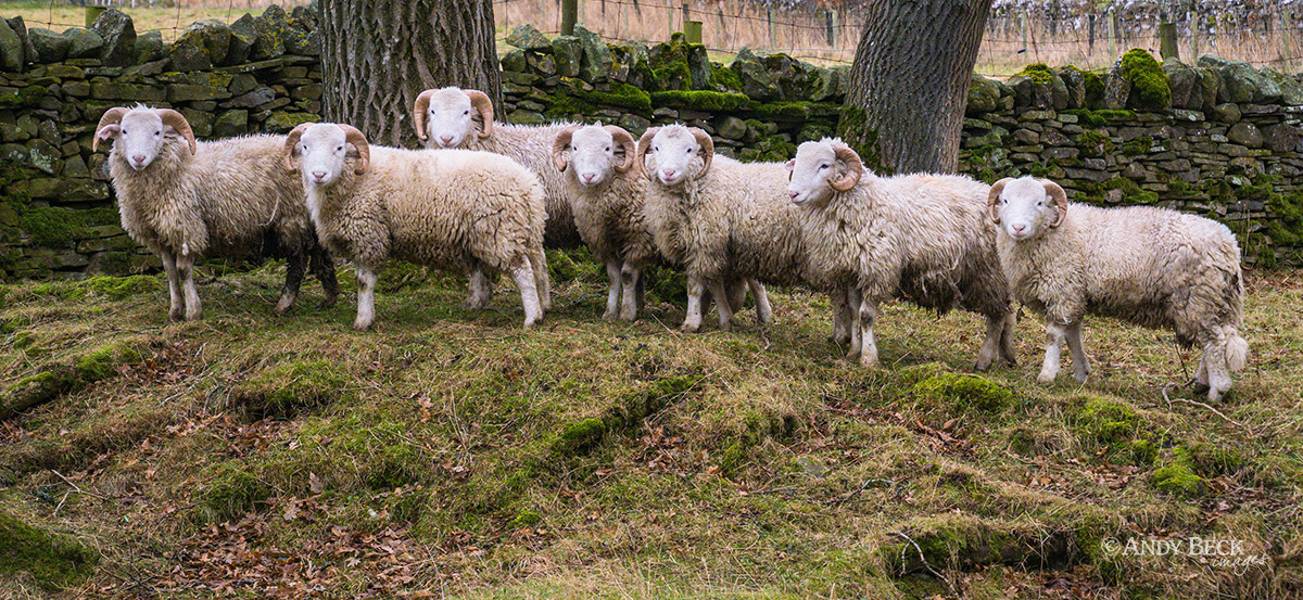 woodland sheep
