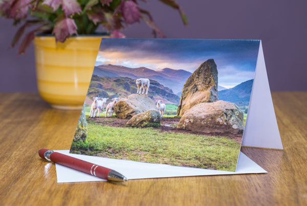 Castlerigg Lambs greeting card