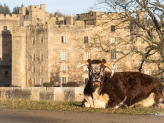 Longhorn at Raby Castle Longhorn at Raby Castle