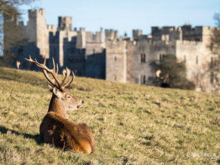 Raby Castle Raby Castle
