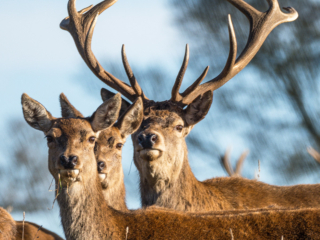 Raby Castle deer Raby Castle deer