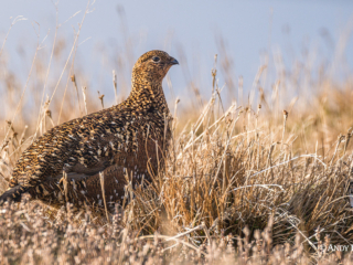 Red Grouse (female) Red Grouse (female)